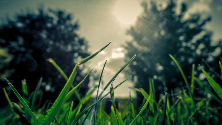 Free stock image of Green Nature created by Unsplash