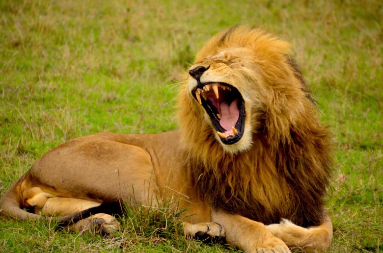 Free stock image of Roar created by Unsplash