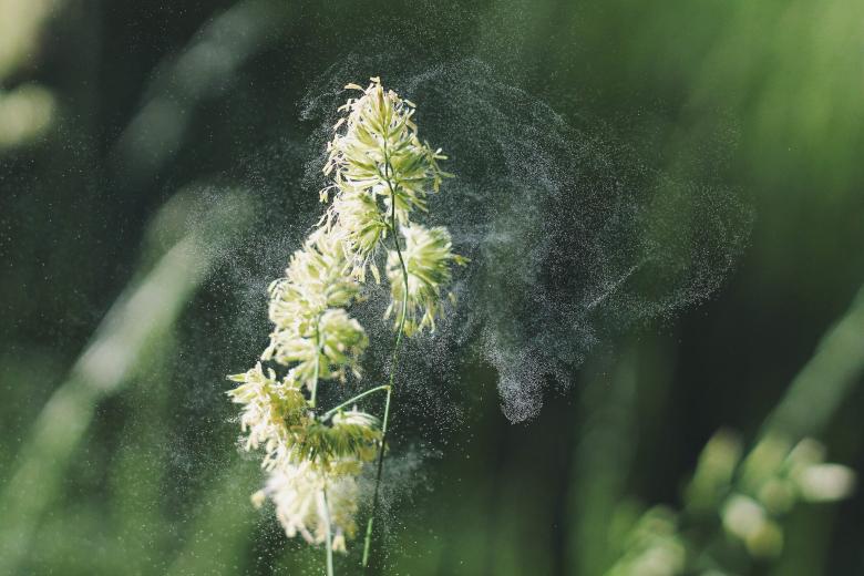 Free stock image of Pollen created by Unsplash