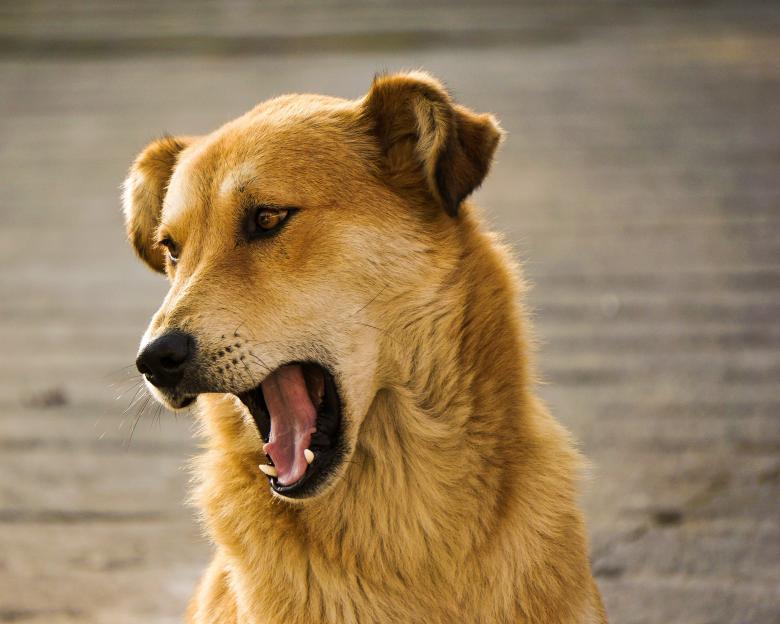 Free stock image of Pet Dog created by Unsplash
