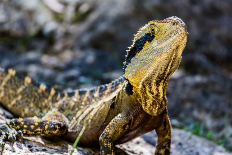 Free stock image of Reptile created by Unsplash