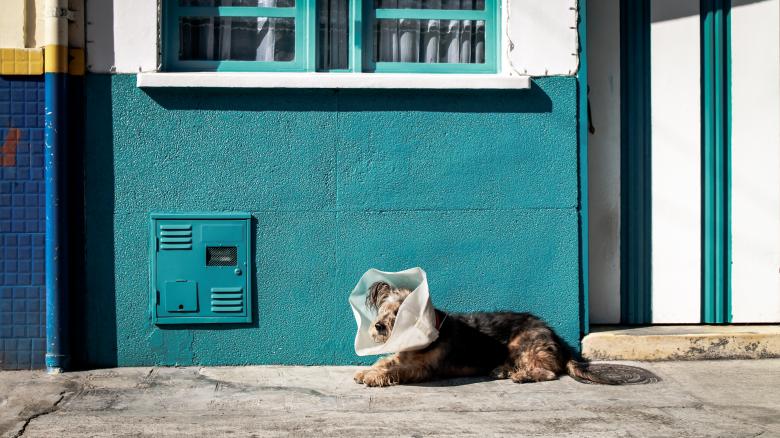 Free stock image of Pet created by Unsplash