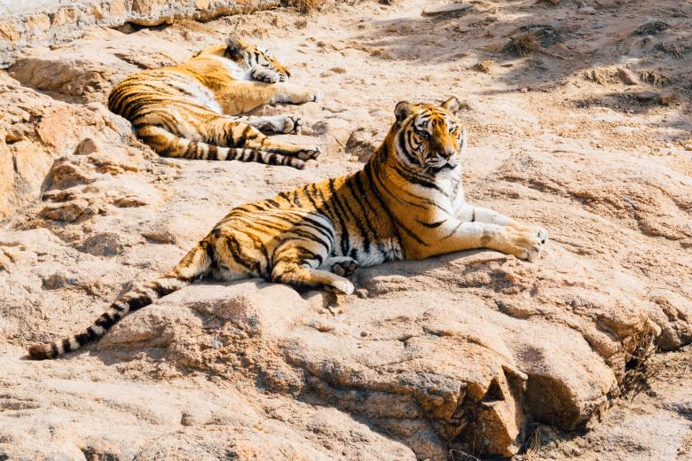 Free stock image of Bengal Tigers created by Unsplash