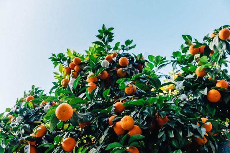 Free stock image of Orange Tree created by Unsplash