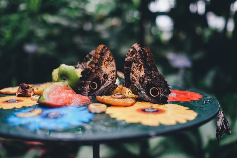Free stock image of Fight for Food created by Unsplash