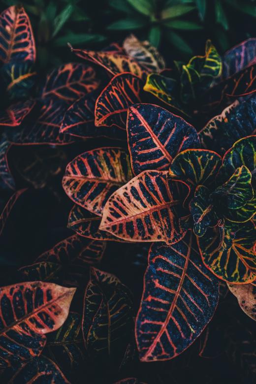 Free stock image of Wild Plant created by Unsplash