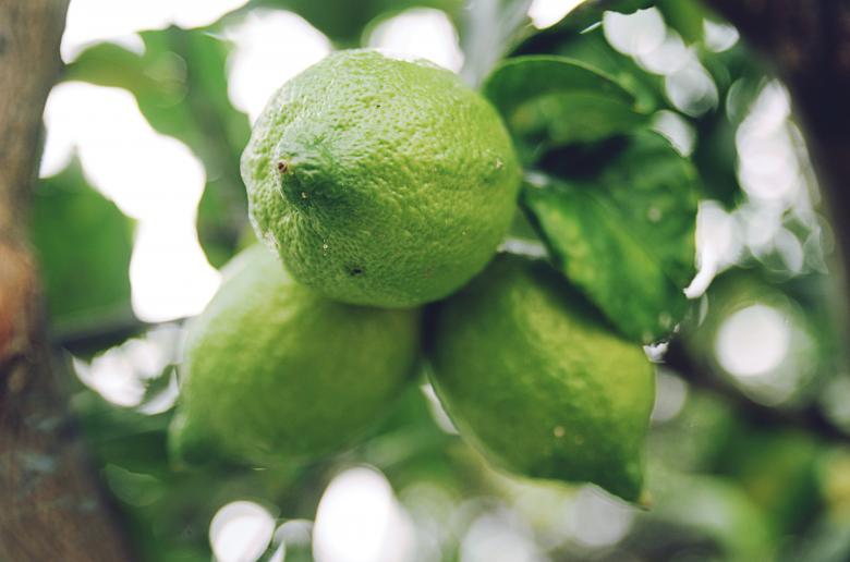 Free stock image of Lemon created by Unsplash