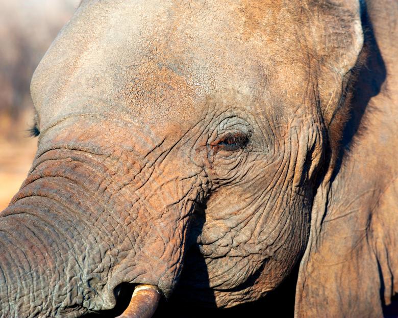 Free stock image of Elephant created by Unsplash