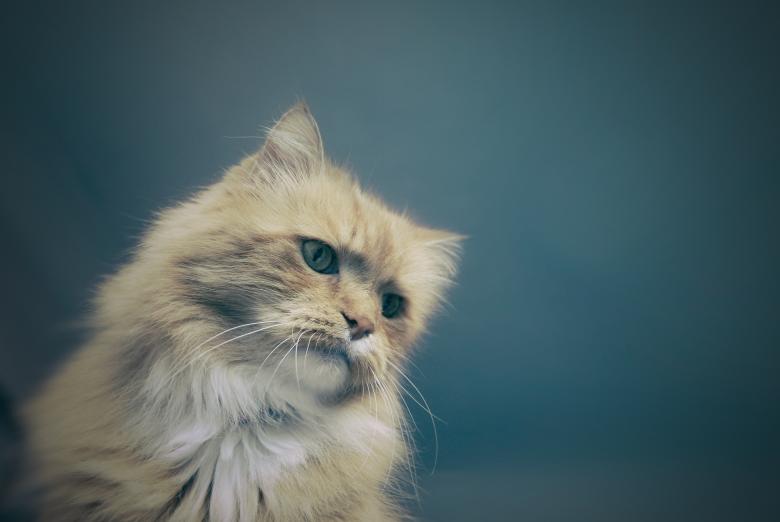 Free stock image of Portrait of a Cat created by Unsplash
