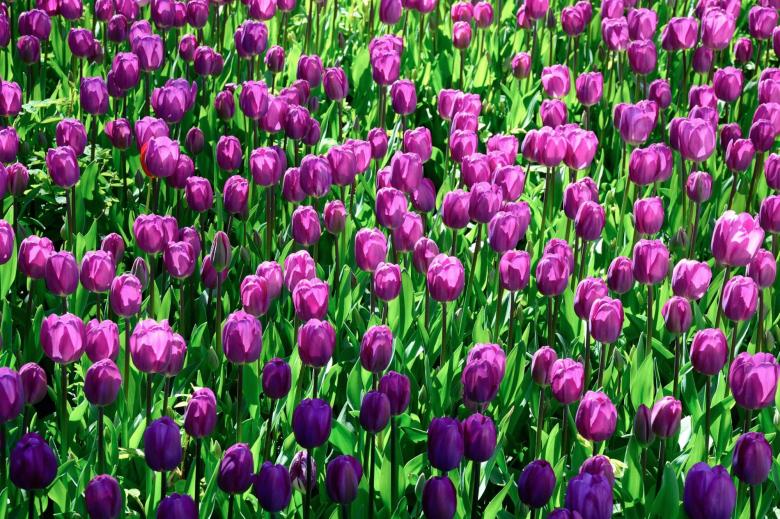 Free stock image of Garden created by Unsplash