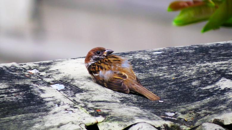 Free stock image of Sparrow resting created by Unsplash