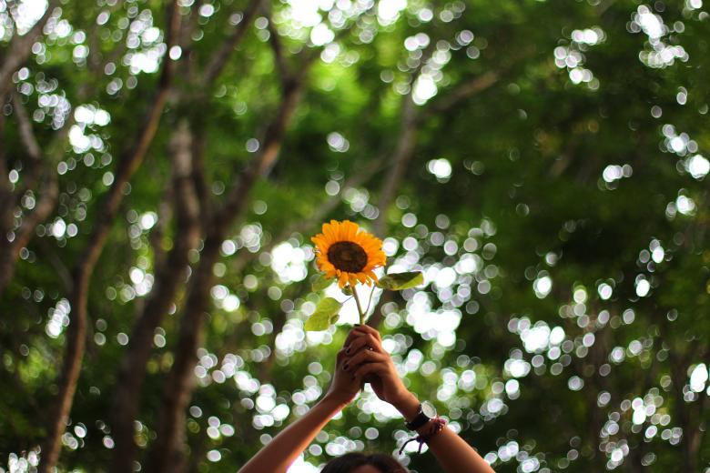 Free stock image of The Sunflower created by Unsplash