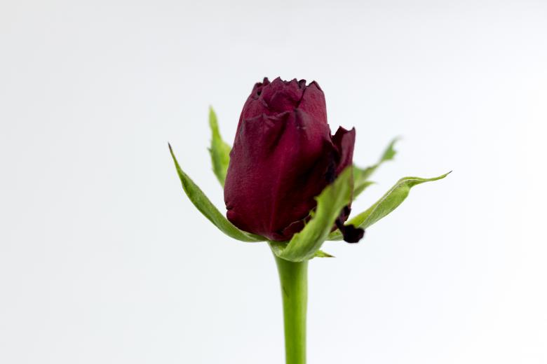 Free stock image of Red Rose created by Dennis Krog