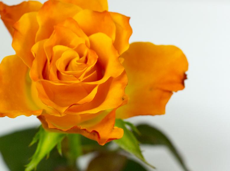 Free stock image of Orange Rose created by Dennis Krog