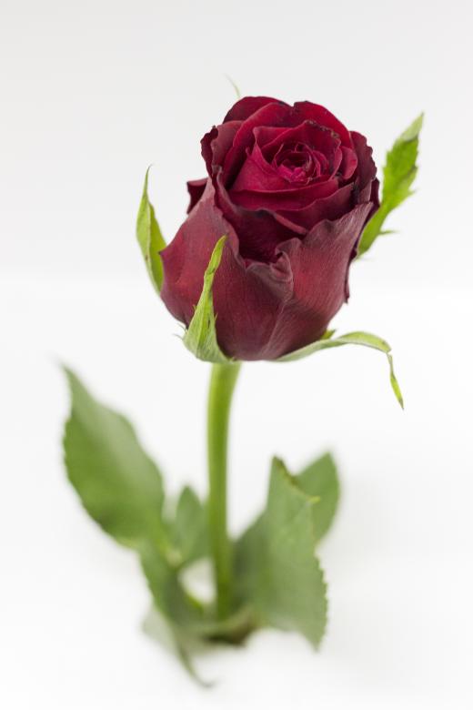 Free stock image of Red Rose created by Dennis Krog