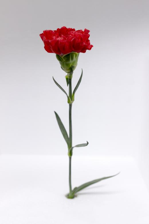 Free stock image of Red Flower created by Dennis Krog