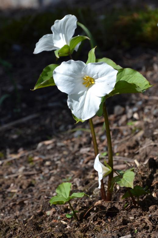 Free stock image of Great white trillium created by Tomas Adomaitis