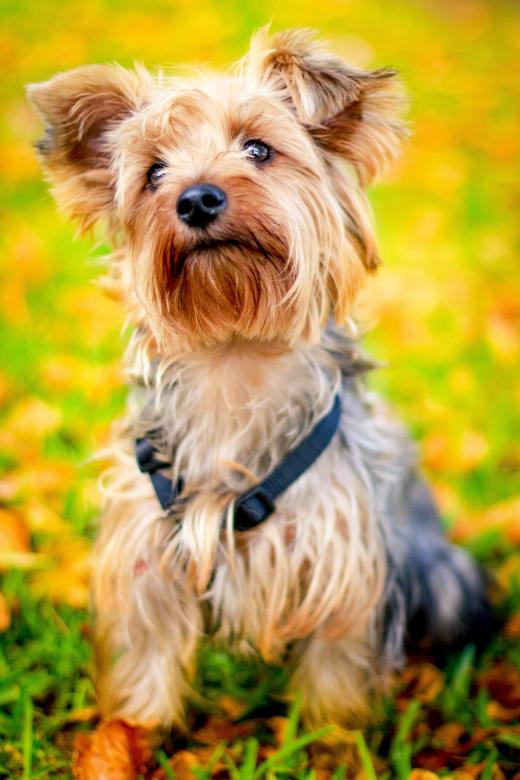 Free stock image of Dog created by Pixabay