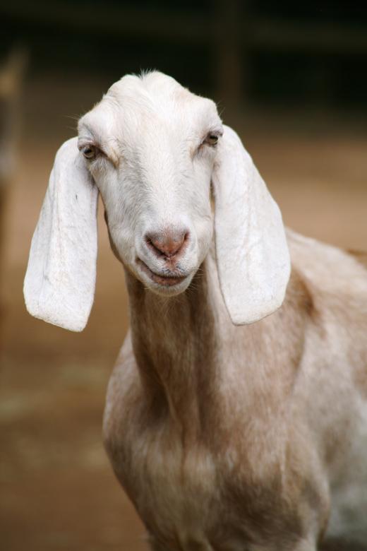 Free stock image of Goat created by Pixabay