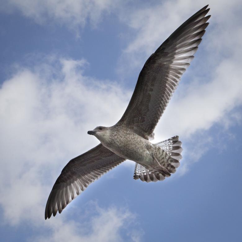 Free stock image of Bird created by Pixabay