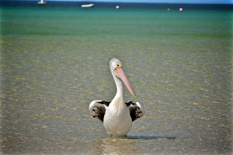 Free stock image of Bird created by Pixabay