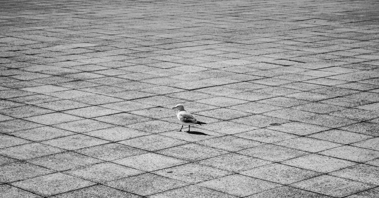 Free stock image of Bird created by Pixabay