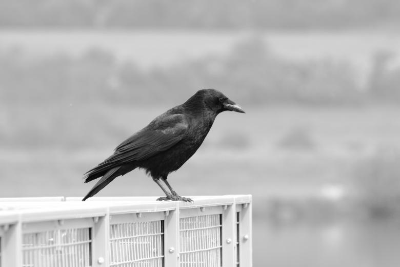 Free stock image of Bird created by Pixabay
