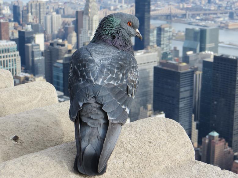 Free stock image of Pigeon created by Pixabay
