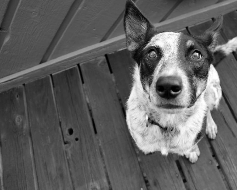 Free stock image of Dog created by Pixabay