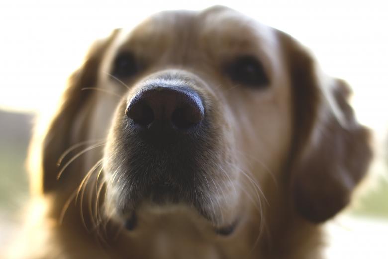 Free stock image of Dog created by Pixabay