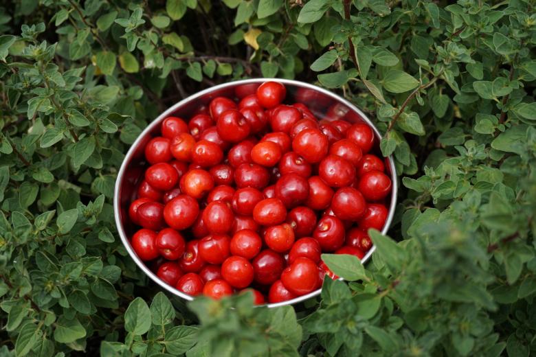 Free stock image of Red Berries created by Pixabay