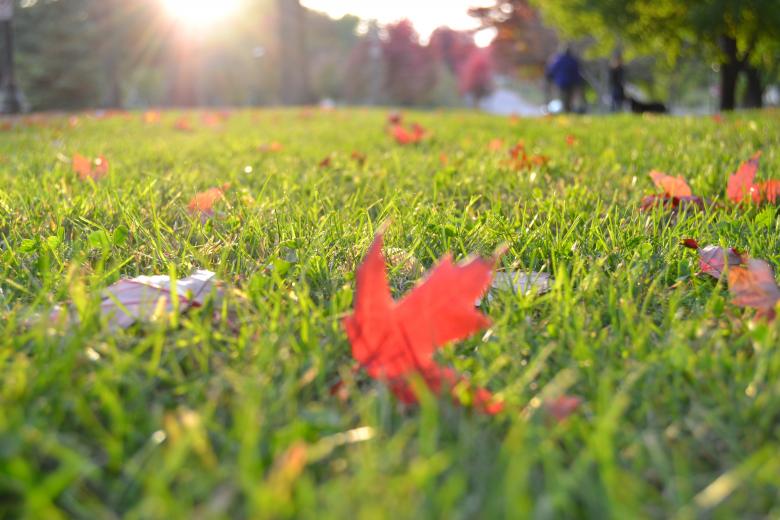 Free stock image of Autumn Leaf created by Pixabay