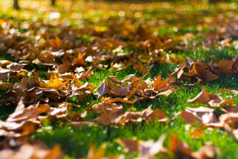 Free stock image of Autumn Leaves created by Pixabay