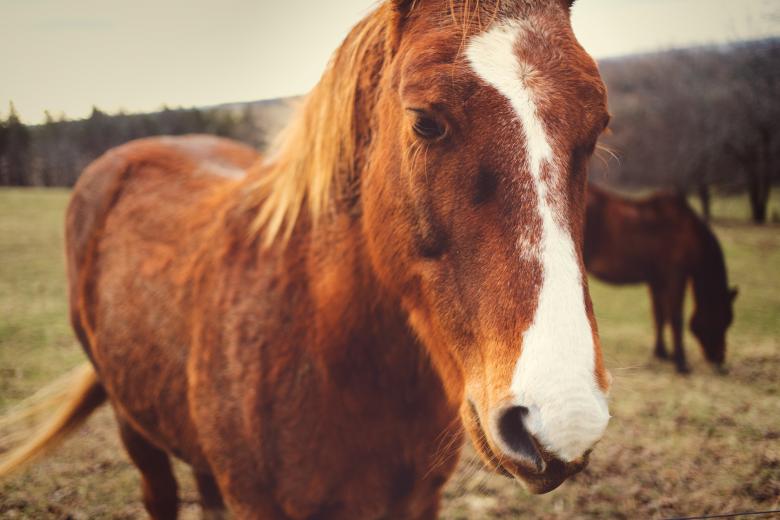 Free stock image of Horse created by Pixabay