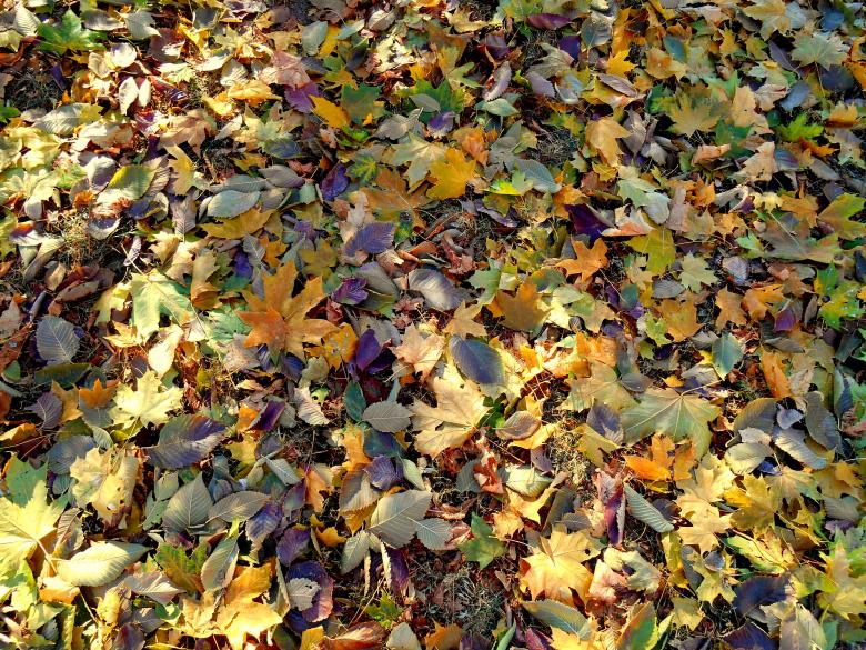 Free stock image of Autumn created by Pixabay