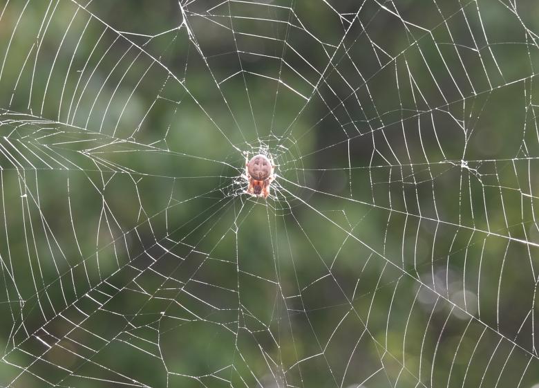 Free stock image of Spider Web created by Pixabay