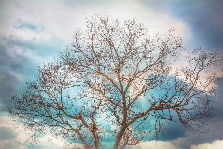 Free stock image of Tree created by Pixabay