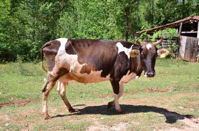 Free stock image of Cow created by Pixabay