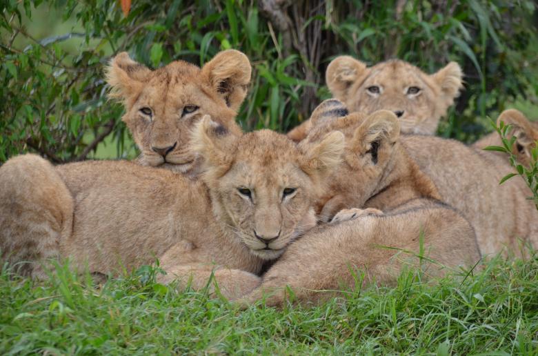 Free stock image of Lion Cubs created by Pixabay