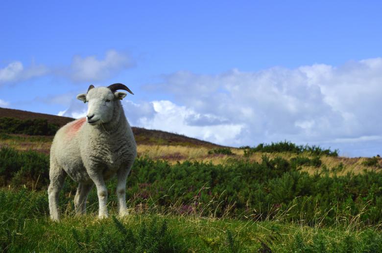 Free stock image of Sheep created by Pixabay