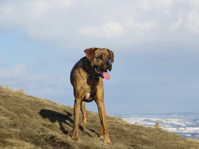 Free stock image of Dog created by Pixabay