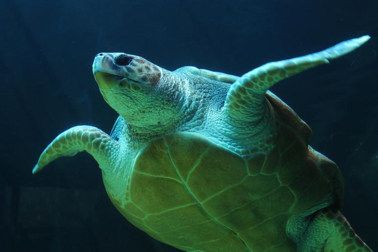 Free stock image of Turtle swim created by Pixabay