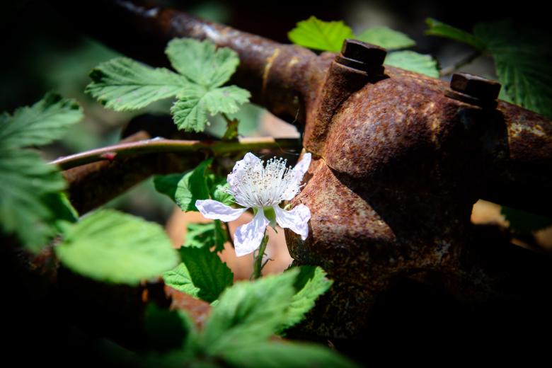 Free stock image of Stainless Flower created by Pixabay
