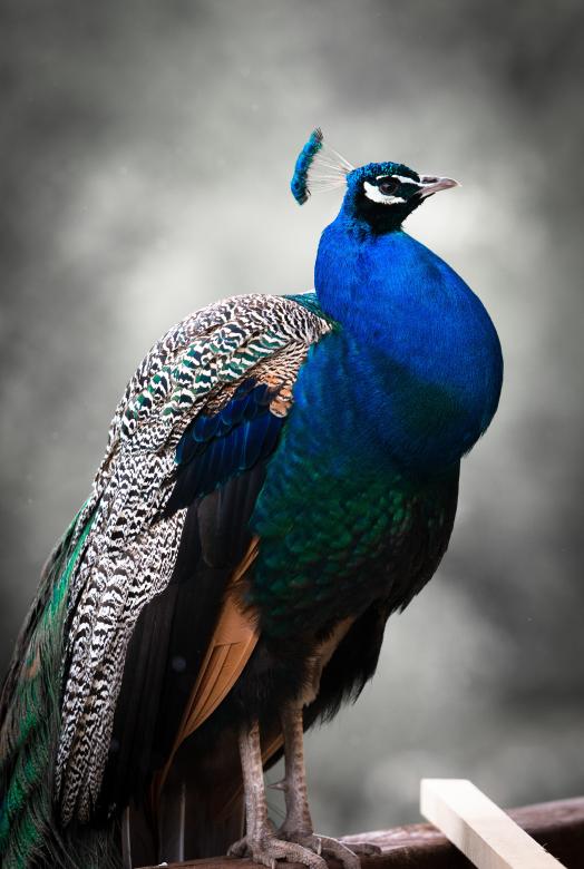 Free stock image of Peacock created by Pixabay