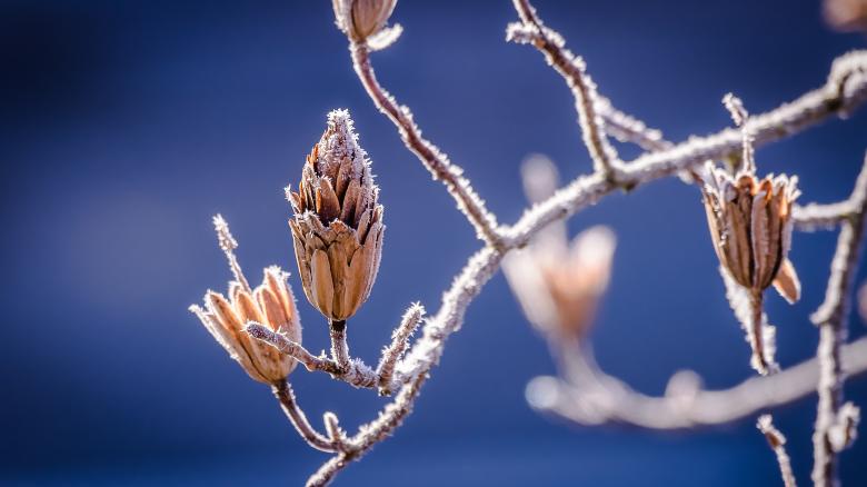 Free stock image of Frozen created by Pixabay