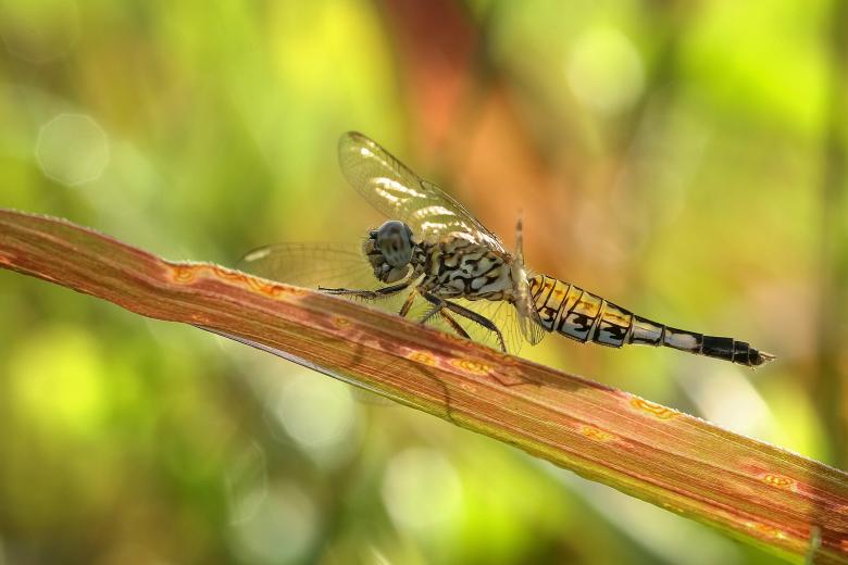 Free stock image of Dagonfly created by Pixabay