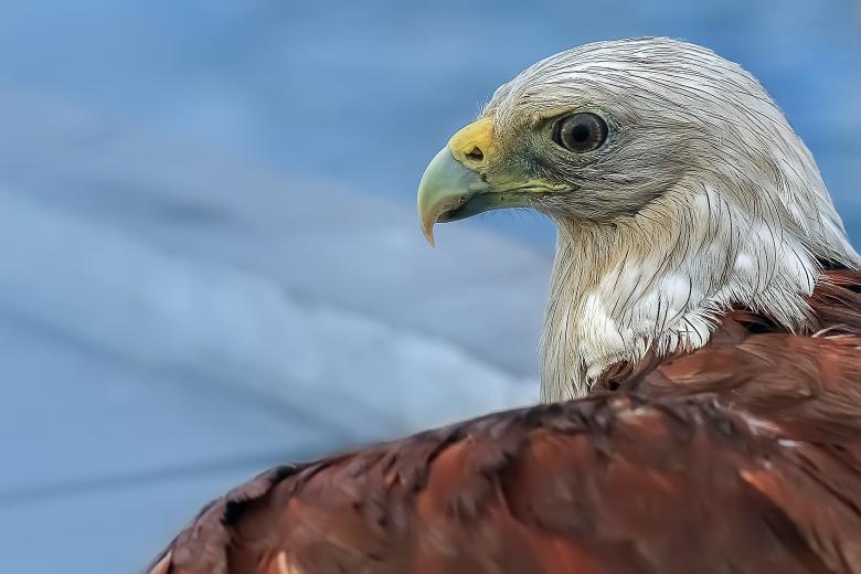 Free stock image of Eagle Aim created by Pixabay