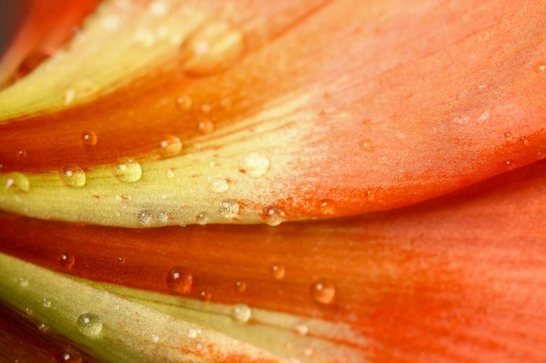 Free stock image of Droplets on the Flower created by Pixabay