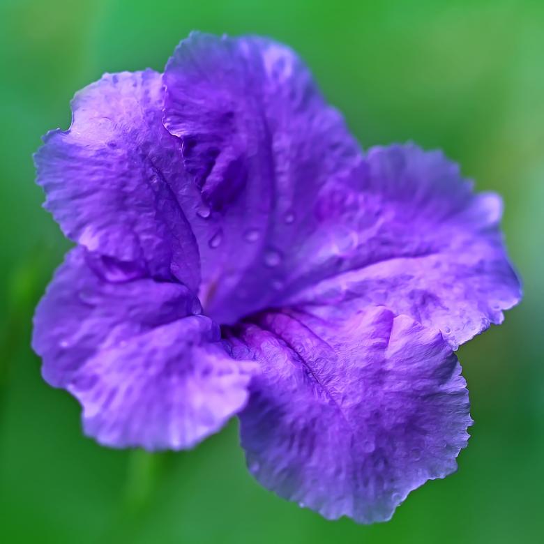Free stock image of Fresh Flower created by Pixabay