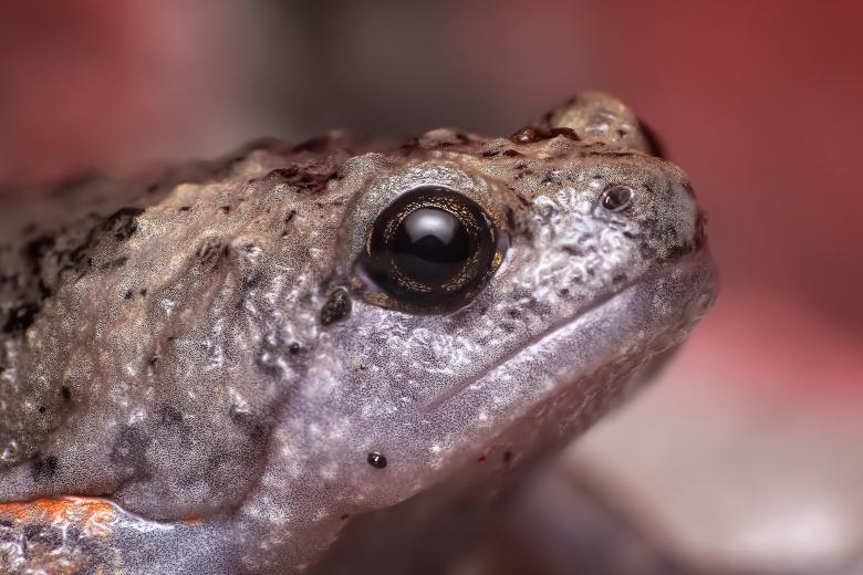 Free stock image of Frog created by Pixabay